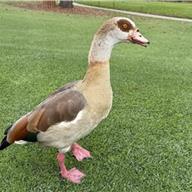 San Gabriel Country Club 12 Nov 2025