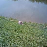 Turtle on the lake by 16th Hole
