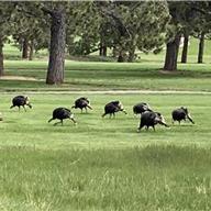 Eisenhower Golf Course, Blue 22 May 2026