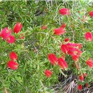 bottle brush tree