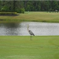 Local resident 