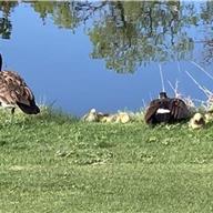 Legacy Ridge Golf Course 09 May 2026